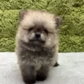 ポメラニアン