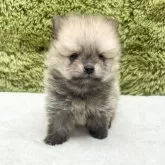 ポメラニアン