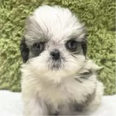 シーズー【愛知県・男の子・2025年10月6日・ゴールド&ホワイト】の写真1