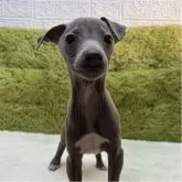 イタリアングレーハウンド