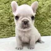 フレンチブルドッグ