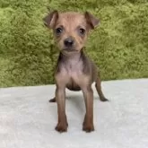 ミニチュアピンシャー【愛知県・男の子・2025年8月6日・レッド】の写真2