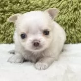 チワワ(ロング)【愛知県・女の子・2025年10月28日・クリーム&ホワイト】の写真3