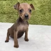 ミニチュアピンシャー【愛知県・男の子・2025年8月6日・レッド】の写真4