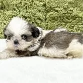 シーズー【愛知県・男の子・2025年10月6日・ゴールド&ホワイト】の写真5