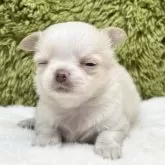 チワワ(ロング)【愛知県・女の子・2025年10月28日・クリーム&ホワイト】の写真6