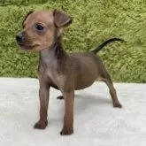 ミニチュアピンシャー【愛知県・男の子・2025年8月6日・レッド】の写真8