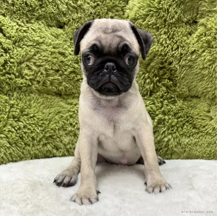 ID：2405-02752の子犬