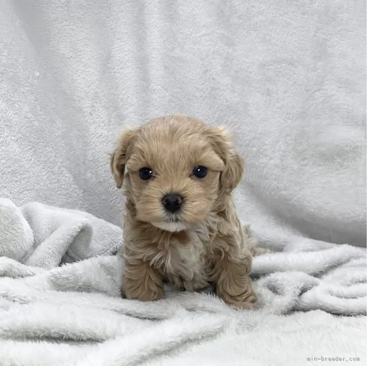 ID:2402-00725の子犬