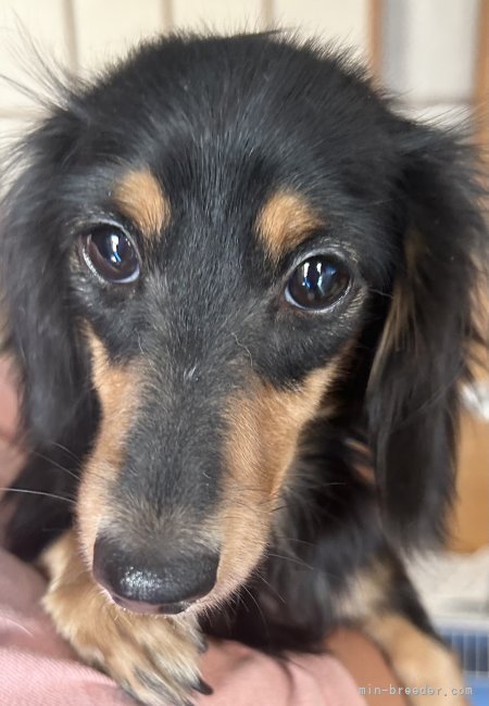 ミニチュアダックスフンド(ロング)【・女の子・2022年4月3日・ブラウンタン】