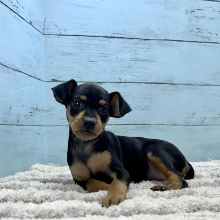 ID：2310-06365の子犬