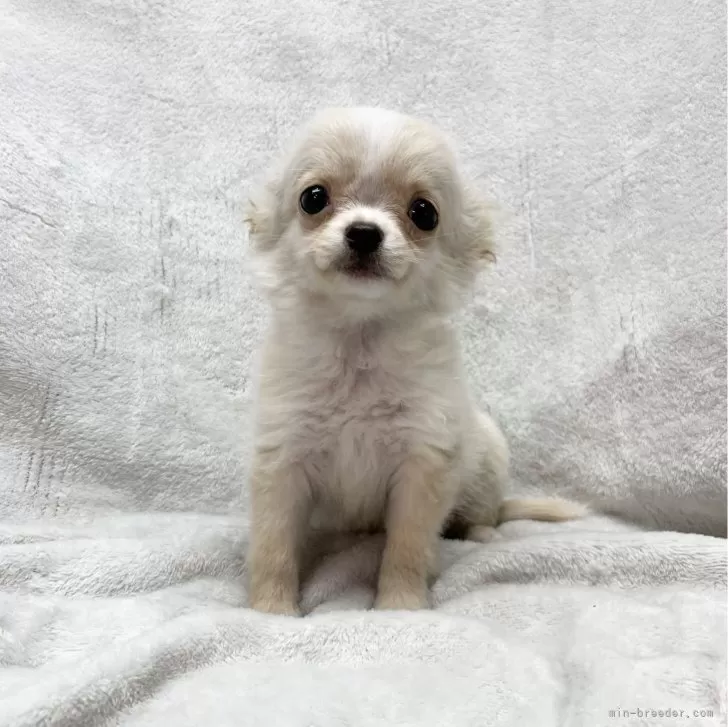 ID：2311-05776の子犬