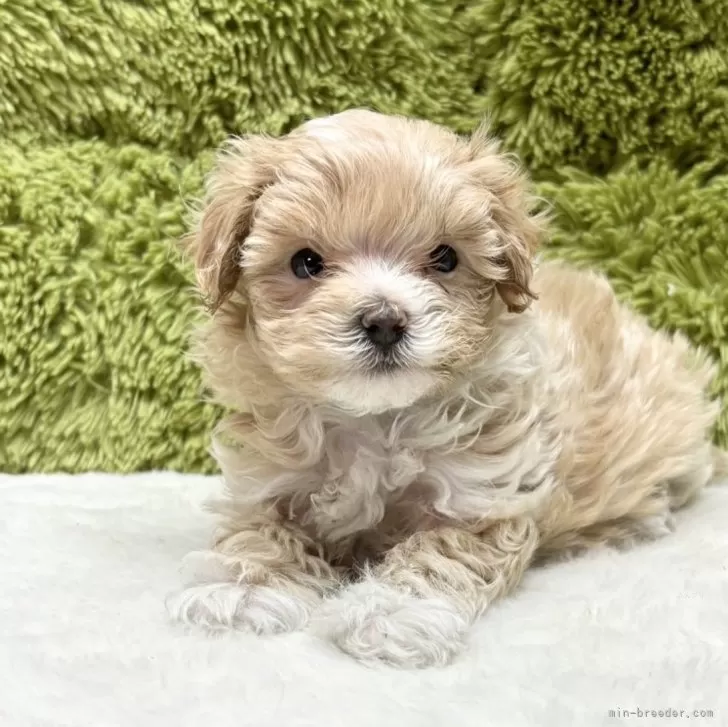 ID:2408-06896の子犬