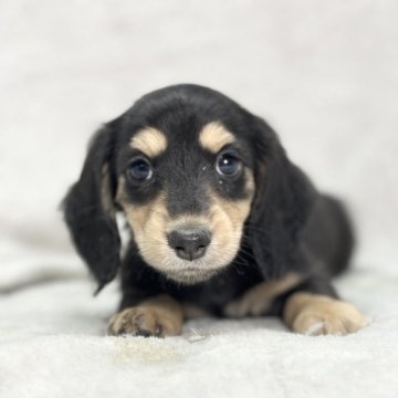 ミニチュアダックスフンド(ロング)【愛知県・女の子・2024年2月23日・ブラックタン】の写真「綺麗なお顔立ち✨」