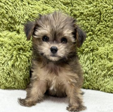 チワプー(トイプードル×チワワ)【愛知県・女の子・2024年8月3日・フォーン】の写真「げきかわ🐶✨」