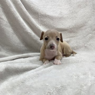 イタリアングレーハウンド【愛知県・女の子・2023年11月1日・フォーン&ホワイト】の写真「今回唯一の女の子🐶」