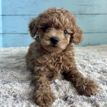 トイプードル(トイ)【愛知県・男の子・2023年7月18日・レッド】の写真「すごく顔が整ってます🐶」