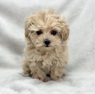 マルプー(マルチーズ×トイプードル)【愛知県・女の子・2024年1月20日・アプリコット】の写真「人懐っこい女の子🐶」