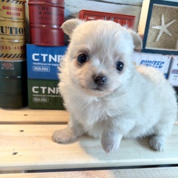 チワワ(ロング)【愛知県・女の子・2023年7月6日・クリーム】の写真「9月6日までの限定値下げ🐶」