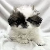 ペキニーズ【愛知県・女の子・2024年1月2日・フォーンホワイト】の写真3