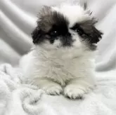 ペキニーズ【愛知県・女の子・2024年1月2日・フォーンホワイト】の写真4