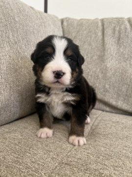 バーニーズ・マウンテン・ドッグ【埼玉県・女の子・2021年11月2日・ブラックラストアンドホワイト】の写真「お顔が可愛い女の子❤️」