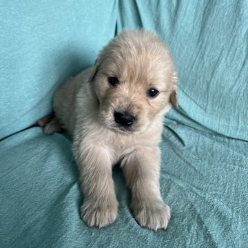 ゴールデンレトリバー【埼玉県・女の子・2022年5月10日・ゴールド】の写真「甘えん坊な女の子です❣️」