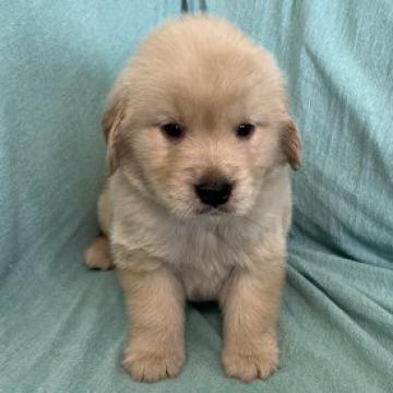 ゴールデンレトリバー【埼玉県・男の子・2022年5月10日・ゴールド】の写真「甘えん坊な男の子です❣️」