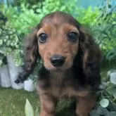 カニンヘンダックスフンド(ロング)【岡山県・男の子・2025年3月25日・レッド(茶色)】の写真2「目は大き目の感じです。父親に似てます。」