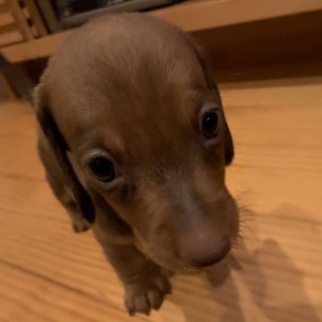 ミニチュアダックスフンド(スムース)【岡山県・男の子・2024年7月9日・レッド(茶色)】の写真「動きよくて元気な男の子
色は薄めの茶色」