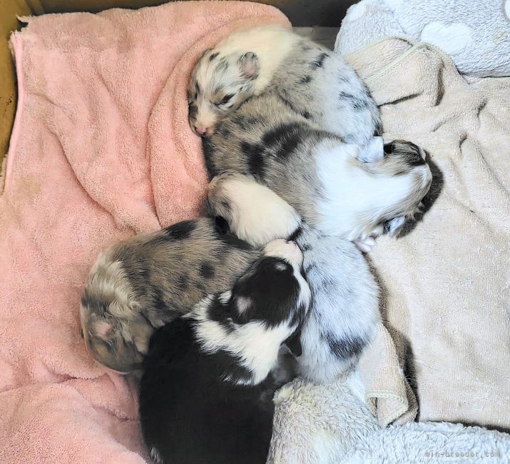 坂田有佳里ブリーダーのブログ：順調に育っています