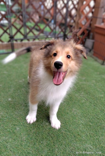 坂田有佳里ブリーダーのブログ：子犬たち