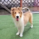 シェットランドシープドッグ