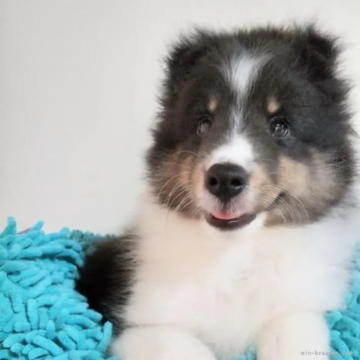 ID：2208-00081の子犬