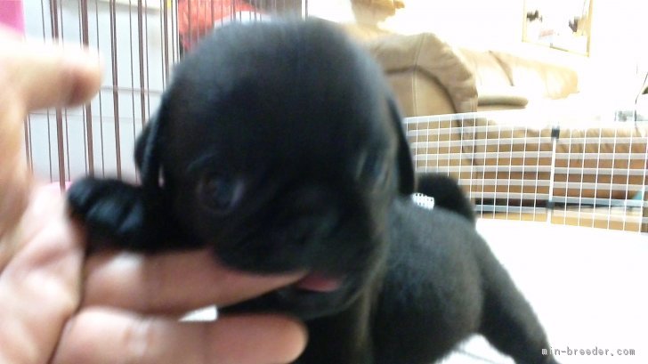 松田　幸久(まつだ　ゆきひさ)ブリーダー(奈良県・パグなど・JKC登録)の紹介写真2