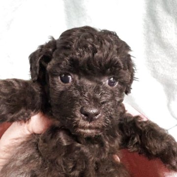 マルプー(マルチーズ×トイプードル)【奈良県・女の子・2025年10月9日・シルバー】の写真「鼻の詰まった両親似の兄妹」