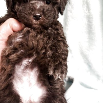 マルプー(マルチーズ×トイプードル)【奈良県・女の子・2025年10月9日・シルバー】の写真「鼻の詰まった両親似の兄妹」