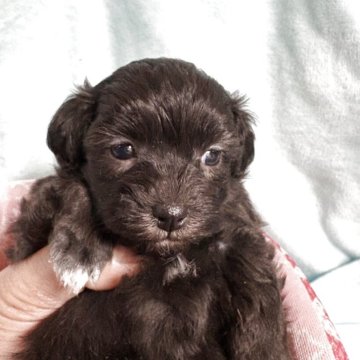 マルプー(マルチーズ×トイプードル)【奈良県・男の子・2025年10月9日・シルバー】の写真「鼻の詰まった両親似の兄妹」