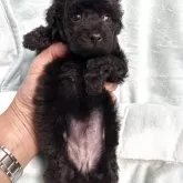 タイニープードル