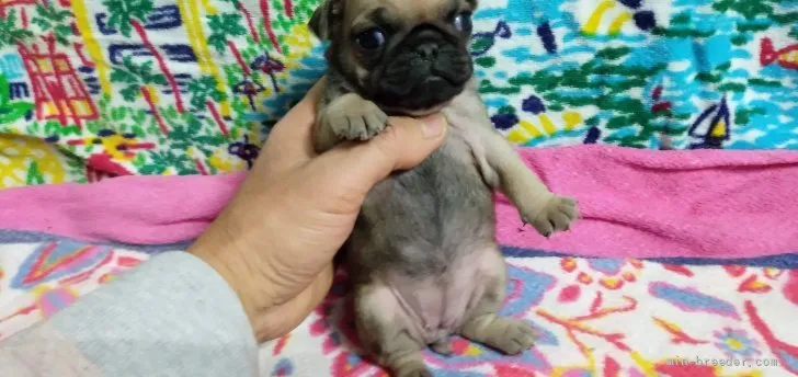 ID：2201-00462の子犬