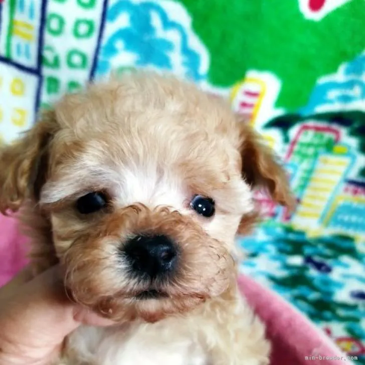 ID:2210-01947の子犬