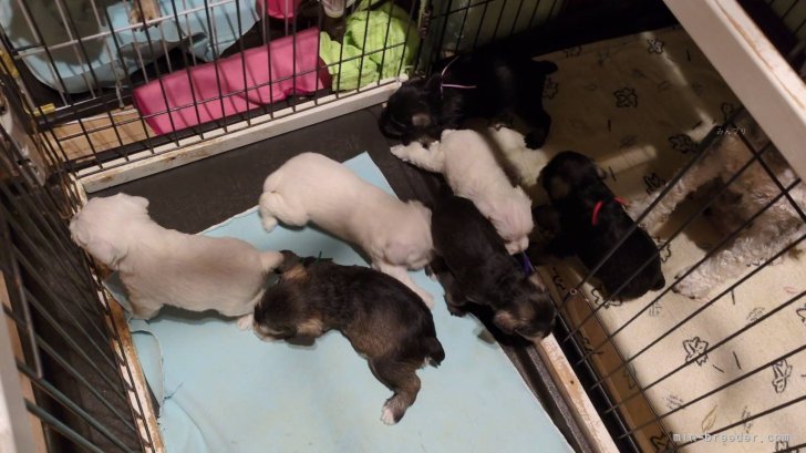 飯田ちゑ子ブリーダーのブログ：シュナっ子　もうすぐお披露目です