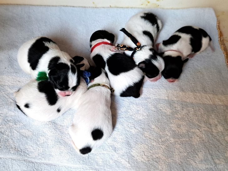 飯田ちゑ子ブリーダーのブログ：狆とチワワのミックス　産まれました