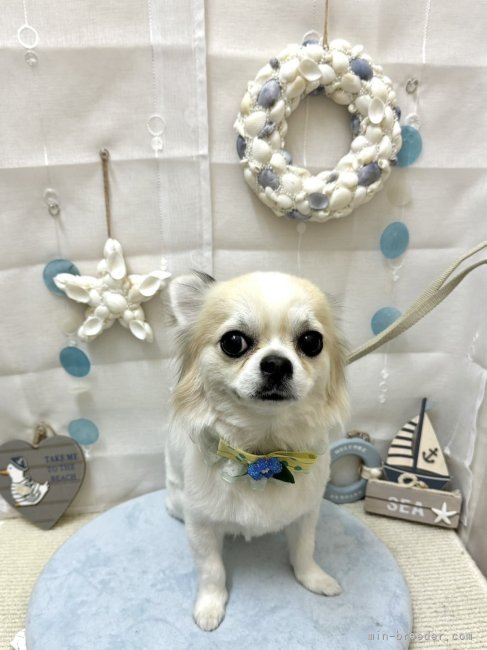 飯田ちゑ子ブリーダーのブログ：チワワのトワ君　お便りいただきました