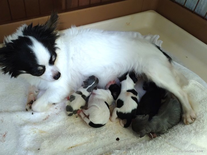 飯田ちゑ子ブリーダーのブログ：チワワの赤ちゃん　産まれました