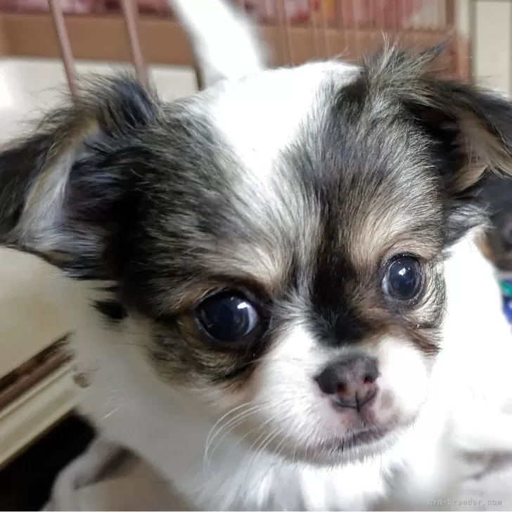 ID:2503-06070の子犬