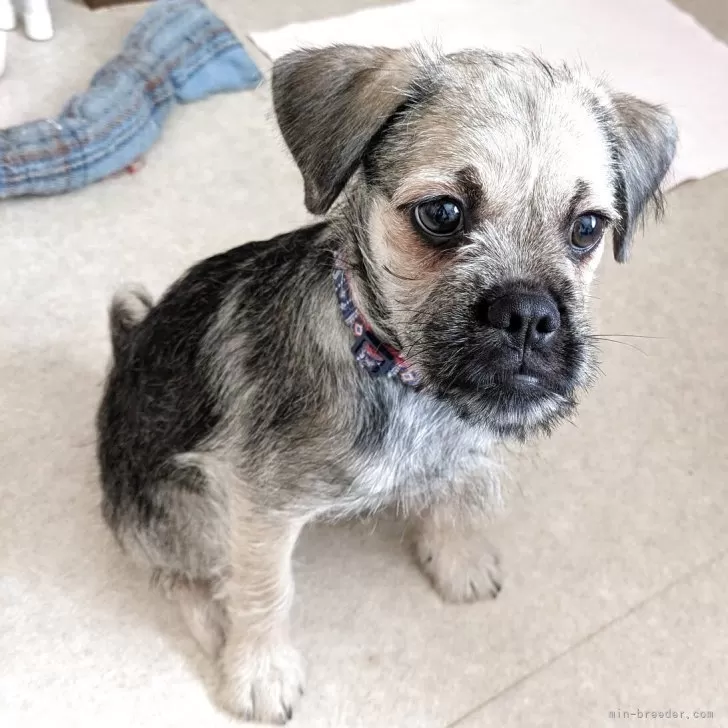 ID：2509-02141の子犬