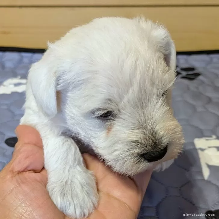 ミニチュアシュナウザー【茨城県・男の子・2025年11月16日・ホワイト】の写真1