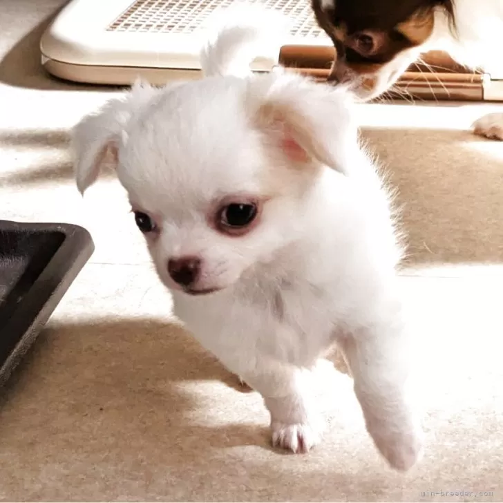 ID：2504-05894の子犬