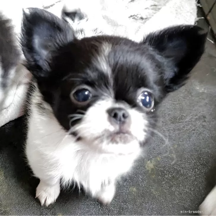ID：2503-06082の子犬
